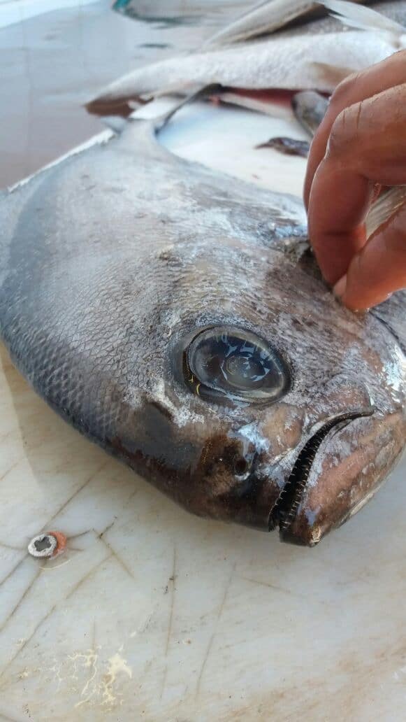 grilled angel fish