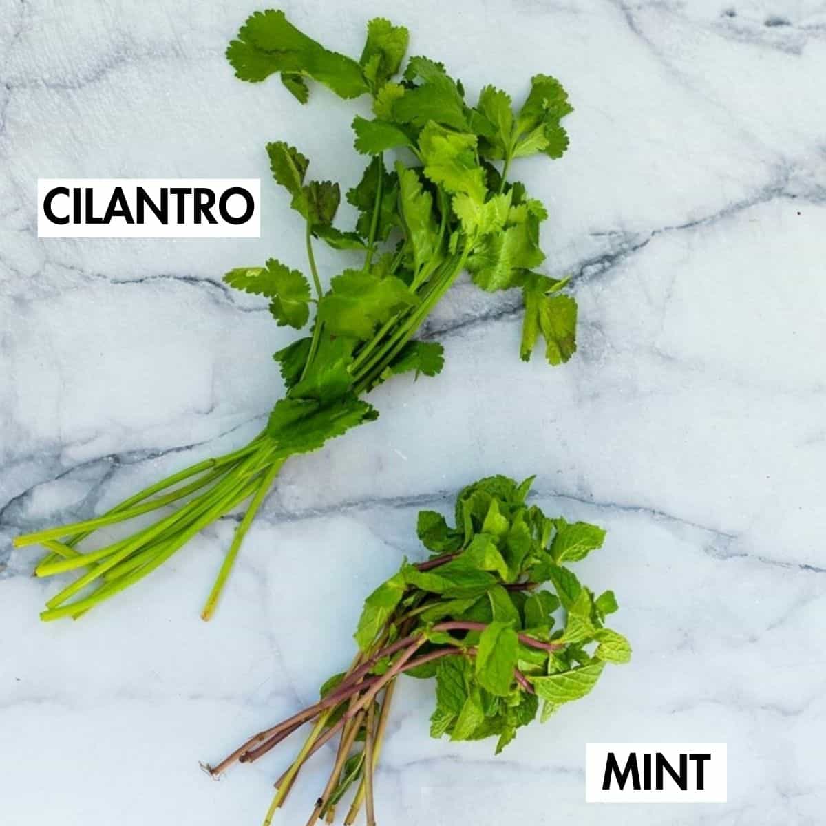 Cilantro and mint on a marble surface.