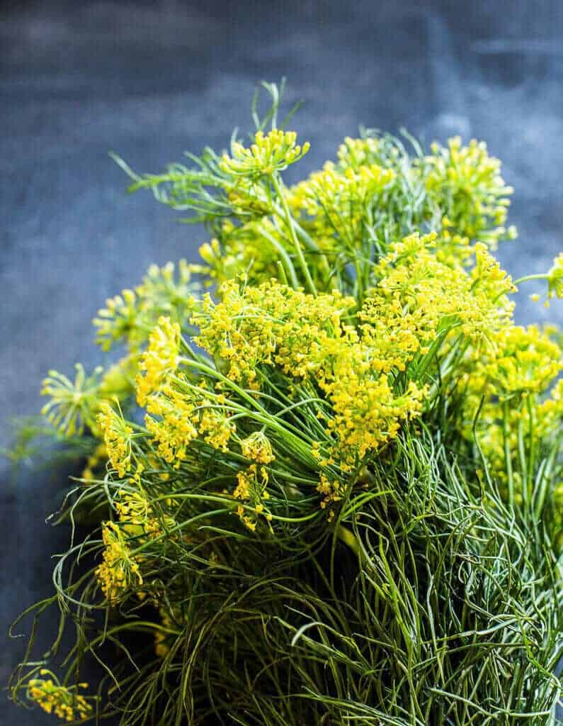 dill blossom.