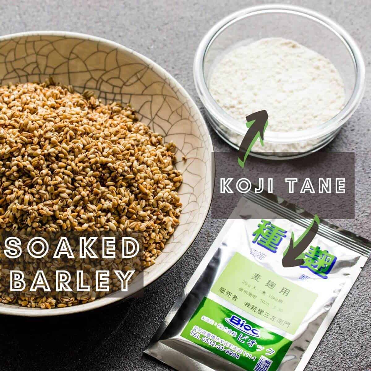 Soaked barley and koji tane used to grow koji.