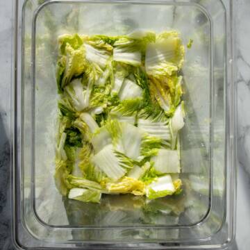 Nappa cabbbage salting in a container.